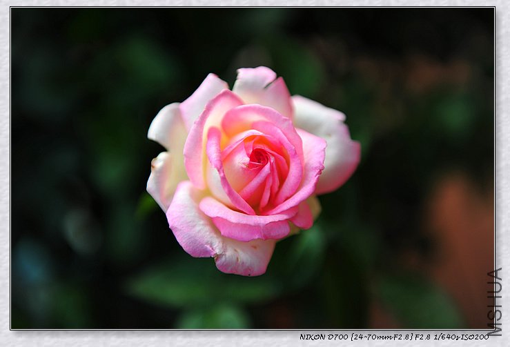DSC_8983_��Ӱ_1.jpg
