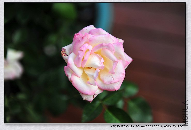 DSC_8980_��Ӱ_1.jpg
