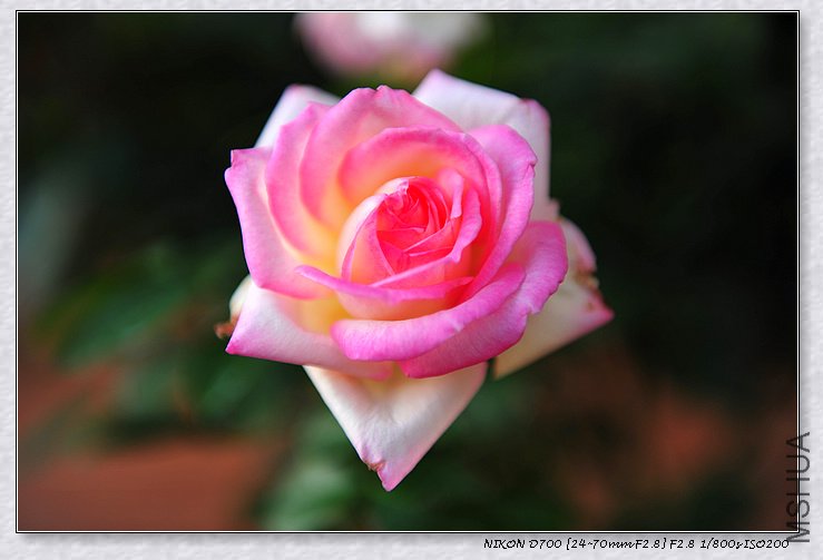 DSC_8988_��Ӱ_1.jpg