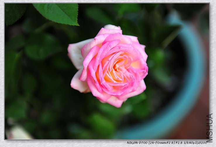 DSC_8981_��Ӱ_1.jpg