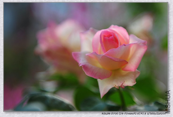 DSC_8985_��Ӱ_1.jpg