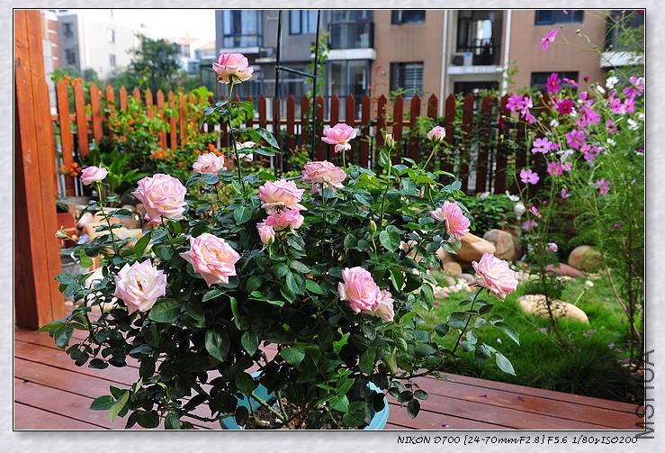 DSC_9011_��Ӱ_1.jpg