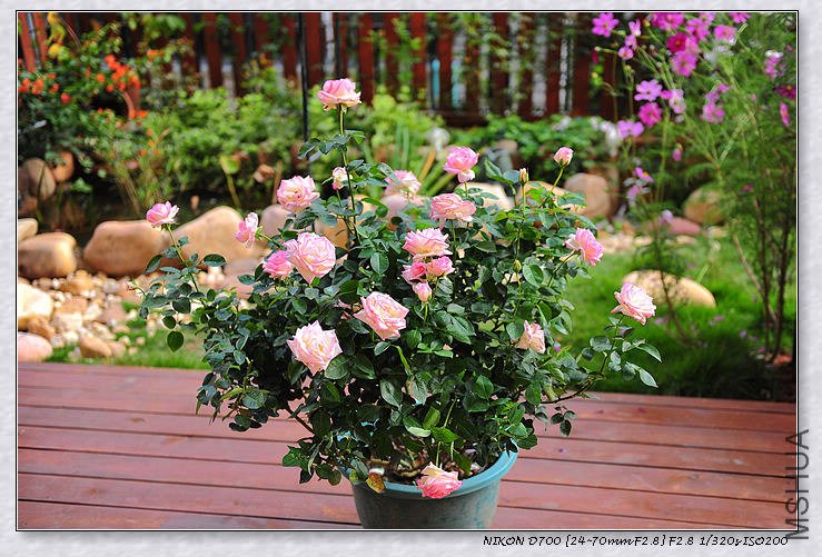 DSC_8977_��Ӱ_3.jpg