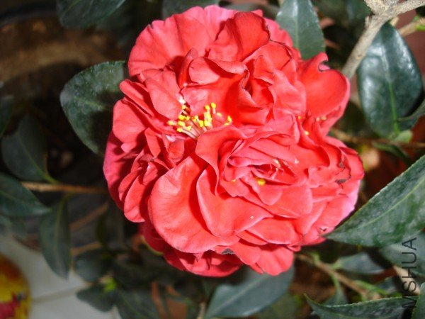 DSC08758_001.JPG
