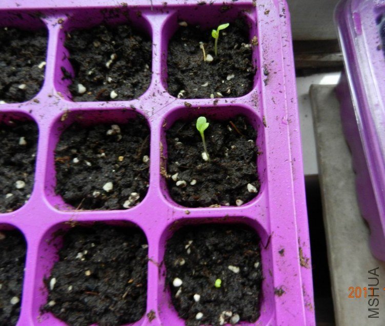 ���� ���� 052.jpg