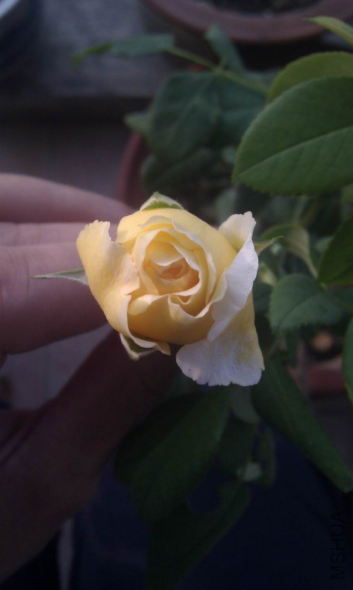 ������С IMAG0187.jpg