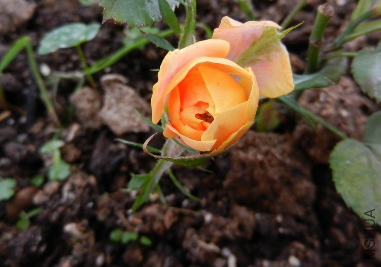 ���� ���� 054.jpg