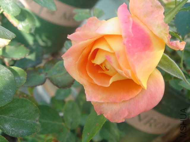 DSC03637.JPG