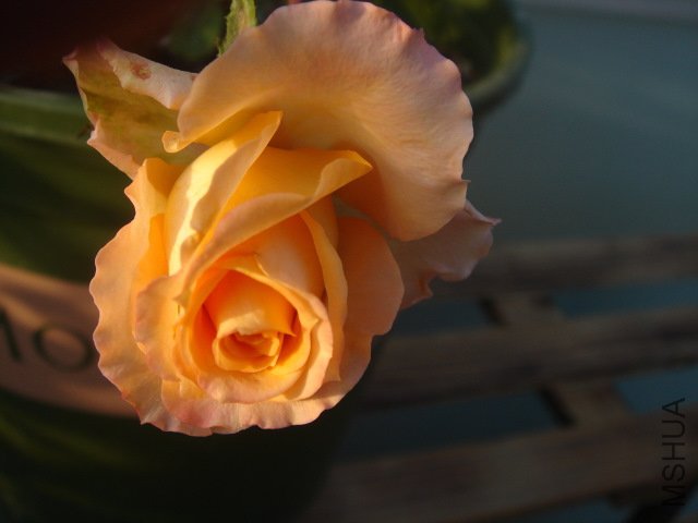 DSC03599.JPG