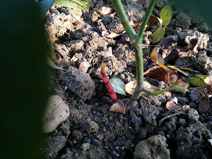 nEO_IMG_20111101392.jpg