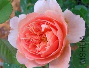 T19zCxXoJeXXcxhFQ__104935_jpg_310x310.jpg