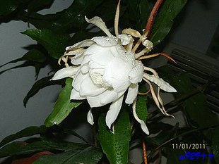 PB010211.jpg