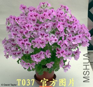 T1P4OlXkhVXXXyfKva_090639_jpg_310x310.jpg