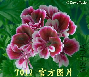 T1FyKlXahBXXc3FKfa_090622_jpg_310x310.jpg