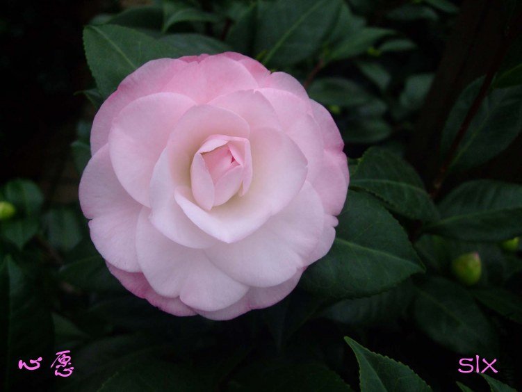 ��Ƭ2011-11-4fu 02011.jpg