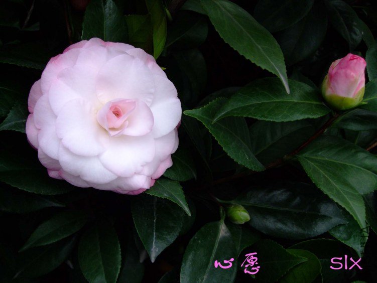 ��Ƭ2011-11-4fu 01911.jpg