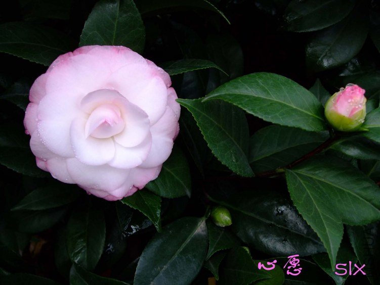 ��Ƭ2011-11-4fu 00511.jpg