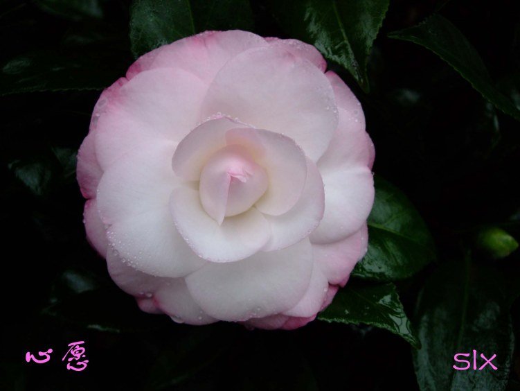 ��Ƭ2011-11-4fu 00211.jpg
