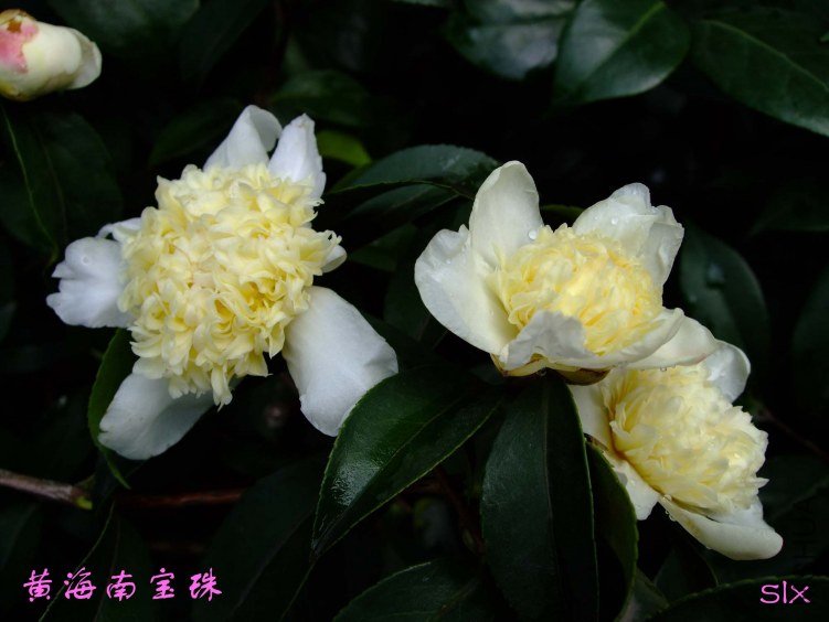 ��Ƭ2011-10-31fu 02311.jpg