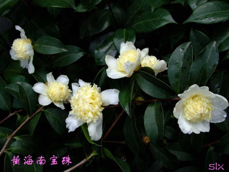 ��Ƭ2011-10-31fu 02211.jpg