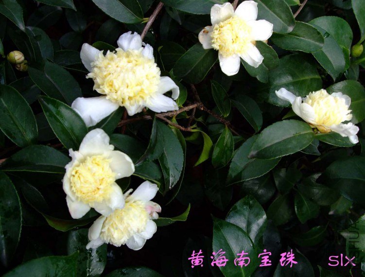 ��Ƭ2011-10-31fu 02011.jpg