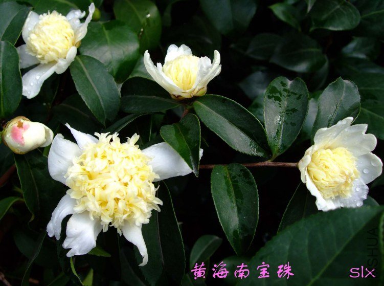 ��Ƭ2011-10-31fu 01811.jpg
