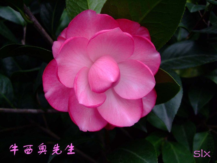��Ƭ2011-11-4fu 01411.jpg
