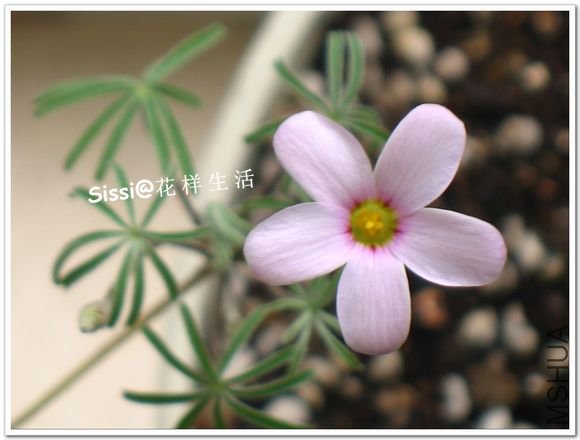 Oxalis engleriana1104.jpg