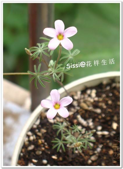 Oxalis engleriana110401.jpg