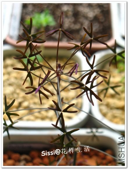 Oxalis livida1104.jpg