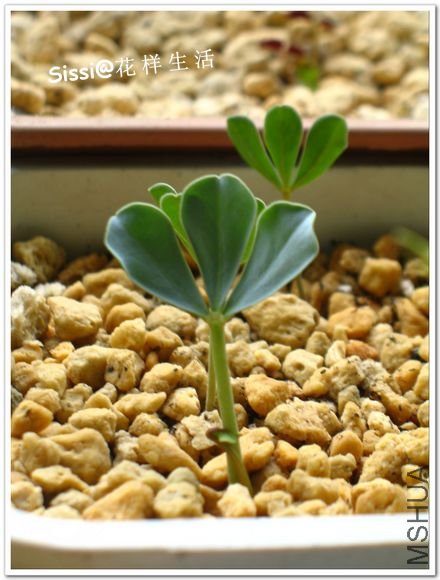 Oxalis lavender form1104.jpg