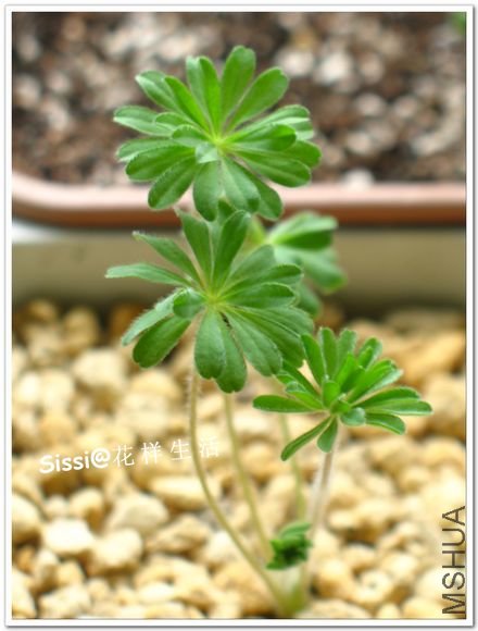 Oxalis tomentosa1104.jpg