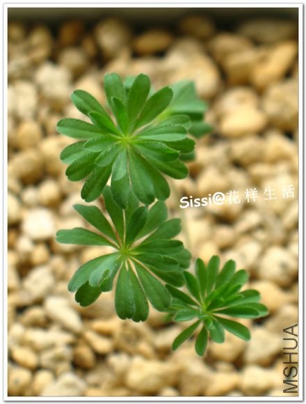 Oxalis tomentosa110401.jpg