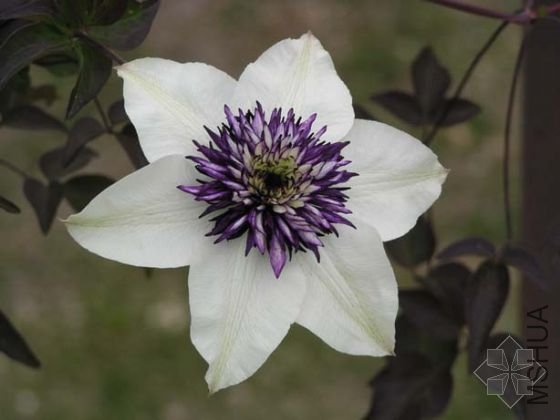 ������ ����1.jpg