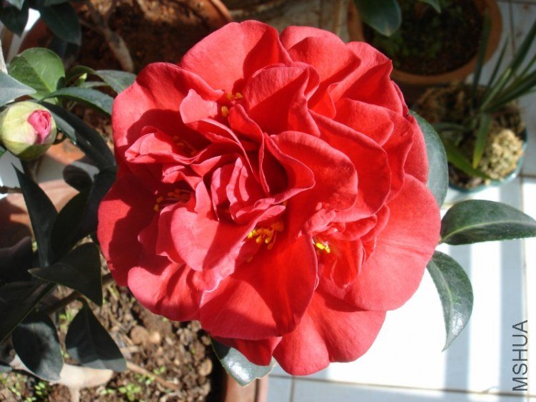 DSC08799_001.JPG