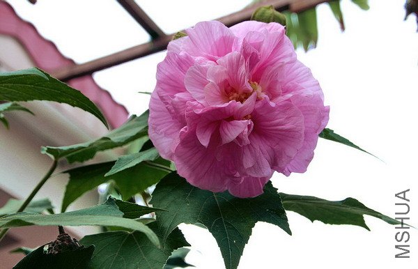 IMG_8861.jpg