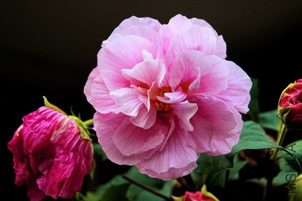 IMG_8868.jpg