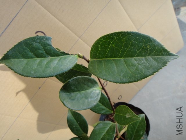 DSC00370.JPG