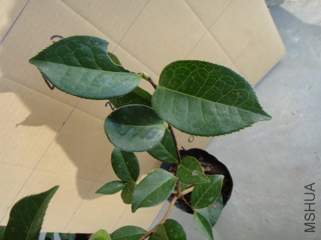 DSC00371.JPG