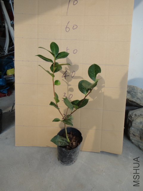 DSC00373.JPG