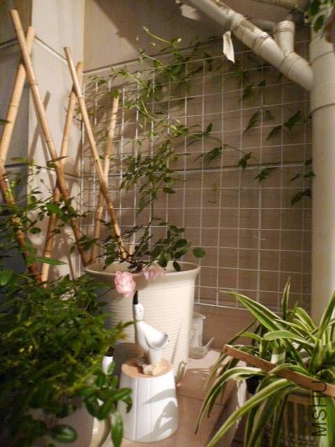 P1130580.JPG