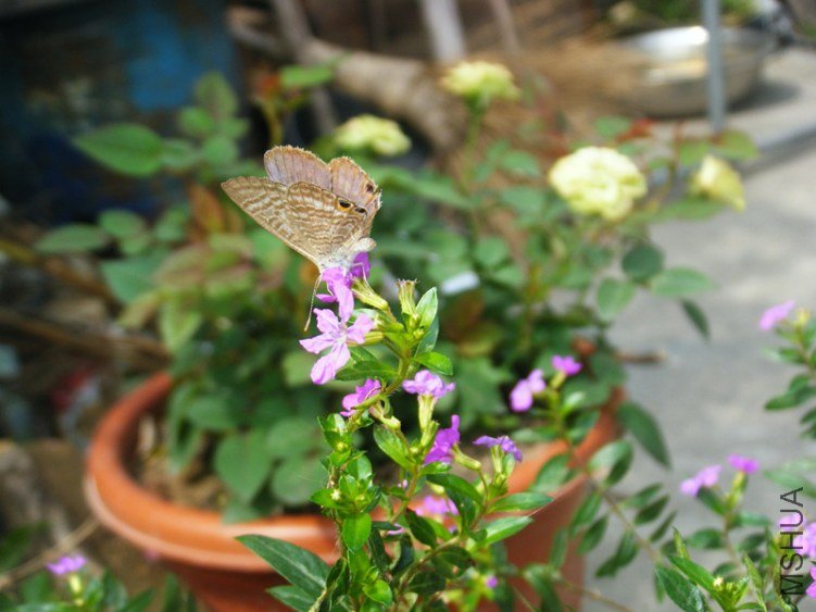 DSCF6208_����.jpg
