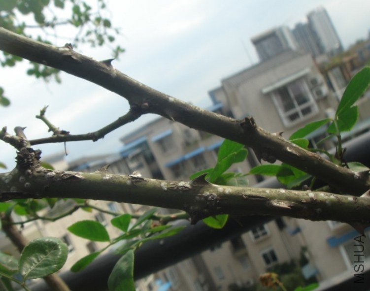 ֦��.jpg