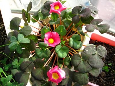 �ҵ���Ҷܽ�أ�Ҷ�ӱ�ɫ����