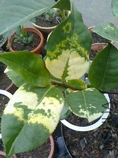 IMG1028140400.jpg