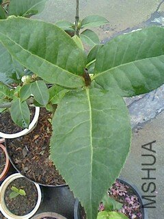 IMG1028140501.jpg