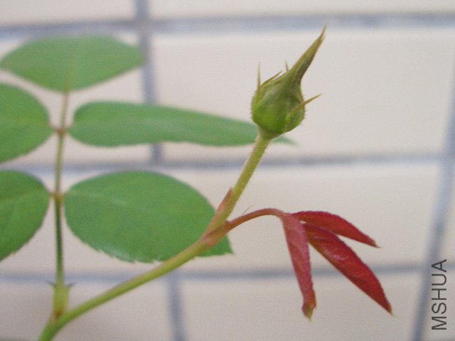 CIMG9677.jpg