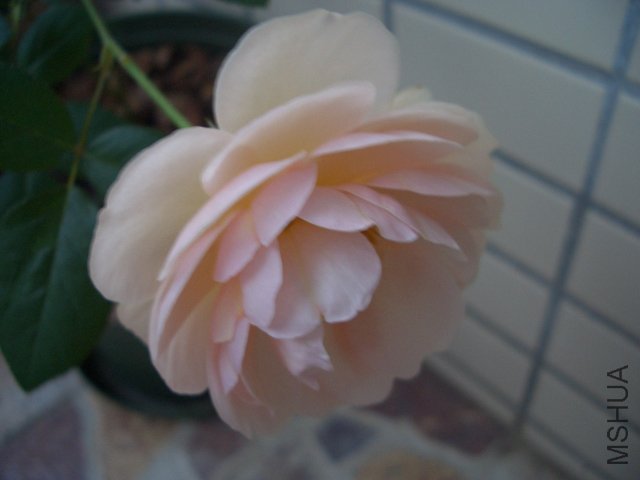 CIMG9762.jpg