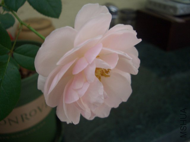 CIMG9782.jpg