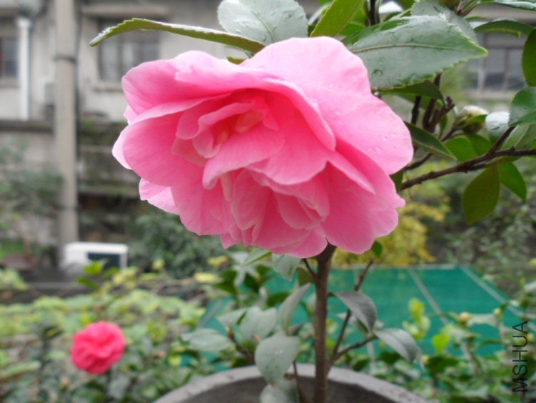SAM_0995.JPG